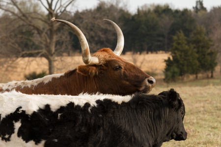 Female Longhorn cow with her young in a field.の写真素材