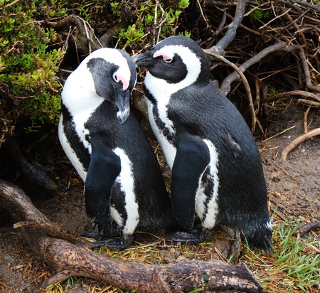 Penguins coupleの写真素材