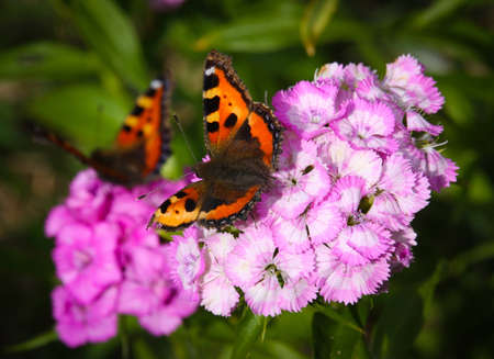 Sweet William with tortoiseshellsの写真素材