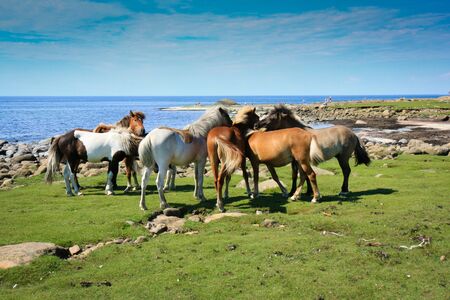 Horses, Thew coast of Haland, Seden  の写真素材