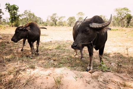 two buffalo in a wide fieldの写真素材