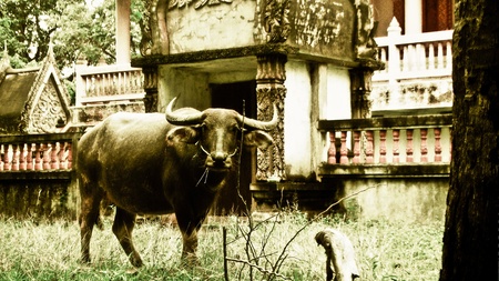 buffalo in the temple