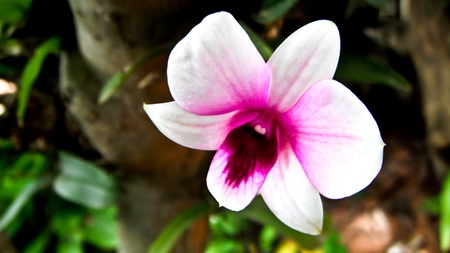 dendrobium on the twig