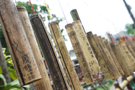 Lucky bambooの写真素材