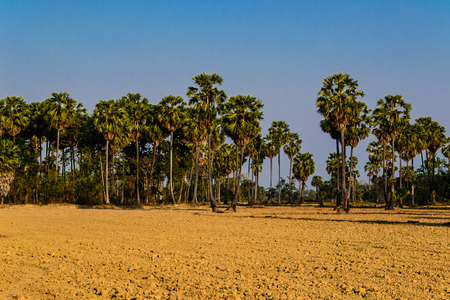 preparing plant and paddy field location in thailandの写真素材