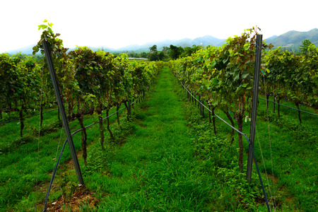 vineyard new destination travel in hua hin thailandの写真素材