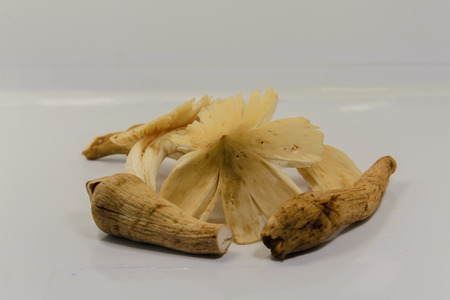 isolation supernatatural mushroom in seasonの写真素材