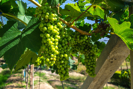 bunch of white grapes in the garden and vineyardの写真素材