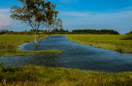 environment mangrove forest and spring tide the coast in thailandの写真素材