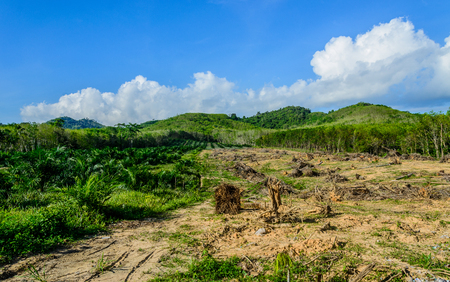 Invasion by human for  agriculturist palm and rubber plant in thailandの写真素材
