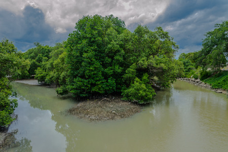 Mangrove Forest lanscape in thailand