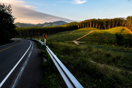 mountain rubber and pinapple plantation in thailandの写真素材