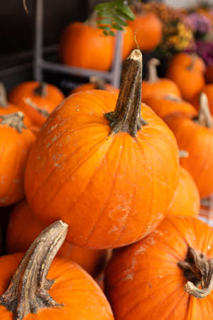 Fresh pumpkins at the local farmers market. Farmers markets are a traditional way of selling agricultural products.の写真素材
