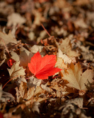 Red maple leaf on the ground with other yellow dry leaves in autumn, fall foliageの写真素材