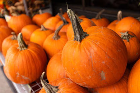 Pumpkins on display at the local farmers market. Farmers markets are a traditional way of selling agricultural products.の写真素材