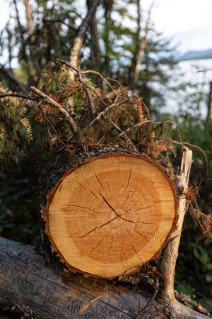 A closeup shot of a cut tree in the middle of the forestの写真素材