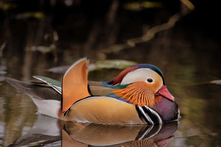 Beautiful Mandarin Duck swimming on water has reflectionの写真素材