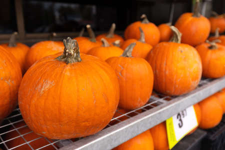 Pumpkins for Halloween on sale on the rack in store with price tagの写真素材
