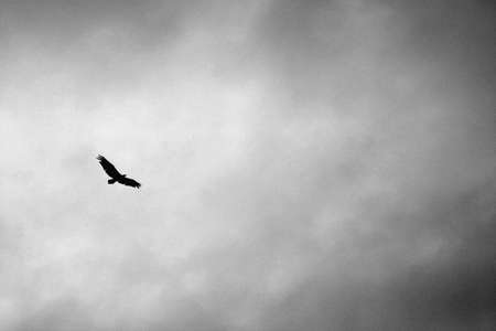 eagle soaring in rain cloudsの写真素材