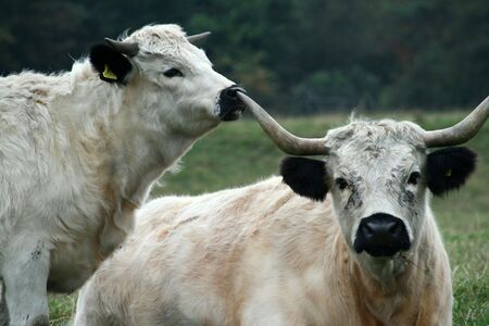 rare breed whitepark cattleの写真素材