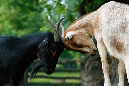Fighting goats