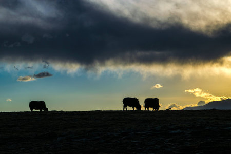 Twilight scenery in Tibetの写真素材