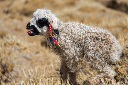Little Lamb