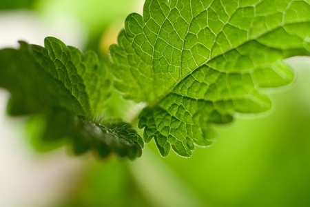 Melissa two leaves, macro shoot with back litの写真素材