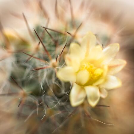 Blooming cactus with yellow flower, soft focusの写真素材