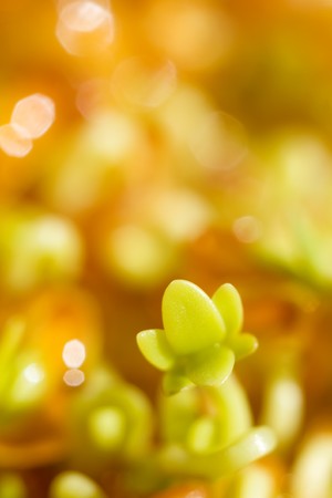 Healthy food: Cress sprouts (rzezucha). Macro shootの写真素材