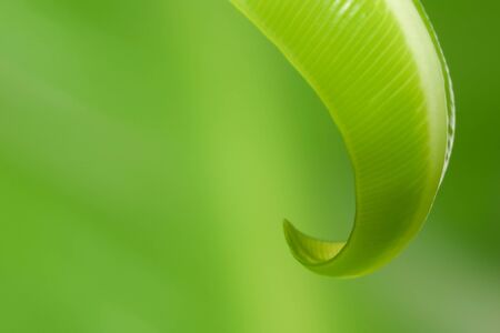 The green background with fresh green leafの写真素材