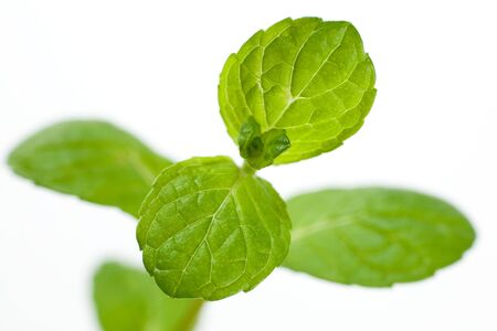 Mint leaves on white background