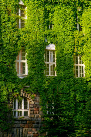 Summer, august, green Virginia creeper (Parthenocissus quinquefolia) around windows.の写真素材