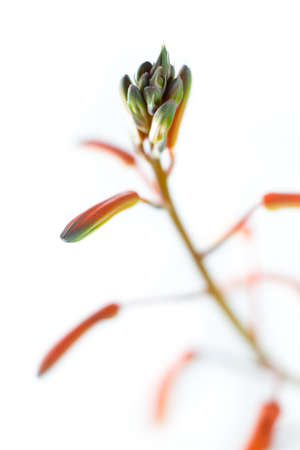 Aloe aristata flower on white backgroundの写真素材