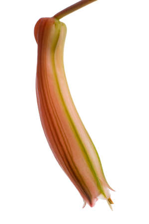 Single Aloe Aristata flower on white backgroundの写真素材