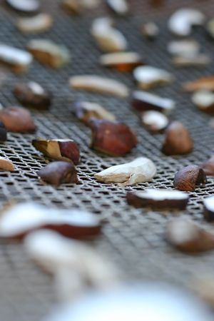Forest mushrooms are dried on net.