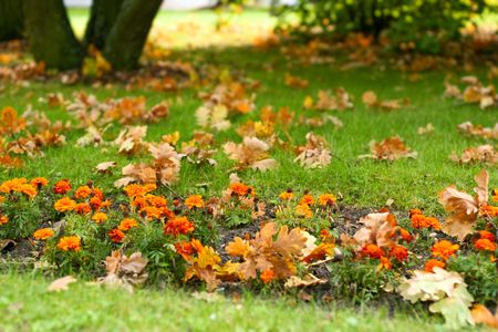 Flowerbed in a park in autumn.の写真素材