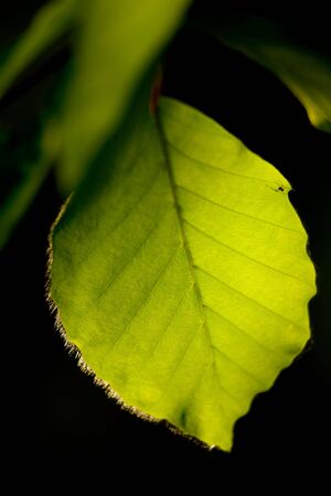 Back lit beech (Fagus) leaf on black background