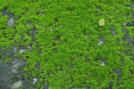 grassの写真素材