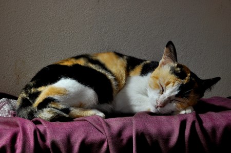 cat sleep in soft lightの写真素材