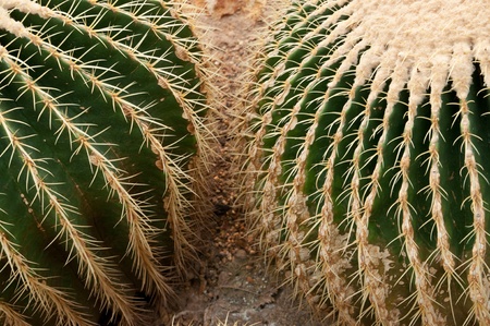 cactus in si ri kit gardenの写真素材