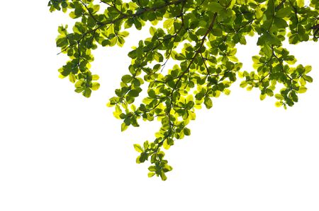 leafs in the white blackgroundの写真素材