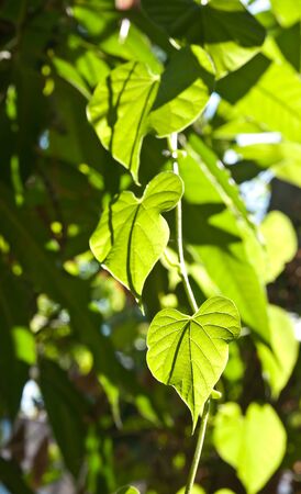 The Green leaf as heart