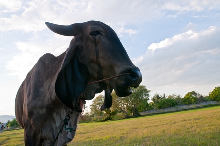Black cow on the fieldの写真素材