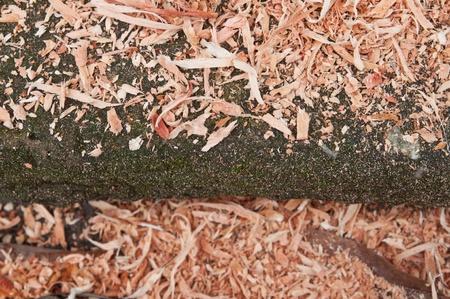Sawdustの写真素材