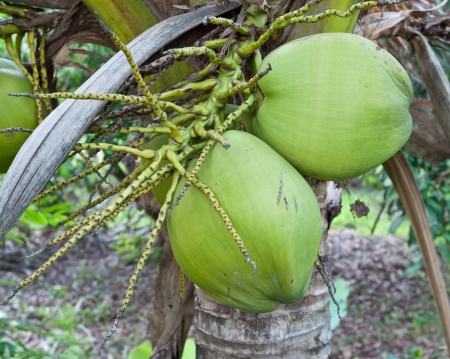 Coconut treeの写真素材