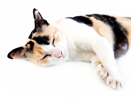 Old cat sleep on white background の写真素材