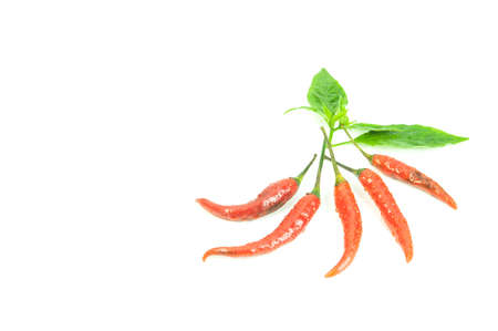 Red chili peppers and drops of water 