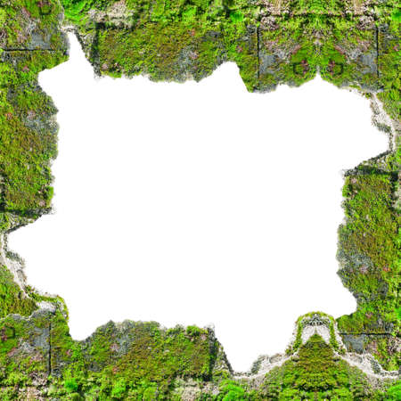 Mos Adhere in the wall on white backgroundの写真素材