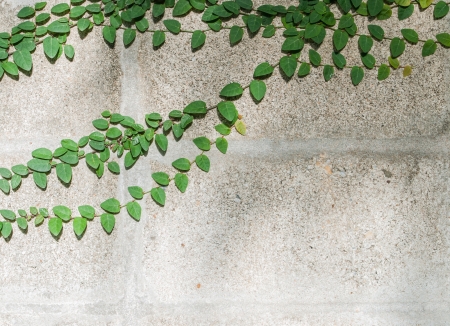 The Green Creeper Plant on a White Wall Creates aの写真素材